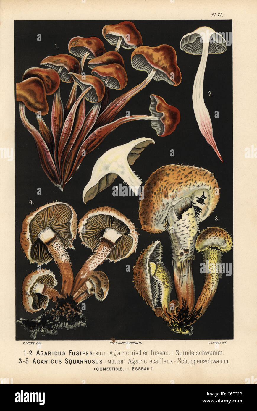 Spindleshank fungus, Gymopus fusipes, and Shaggy scalycap, Pholiota squarrosa. Stock Photo
