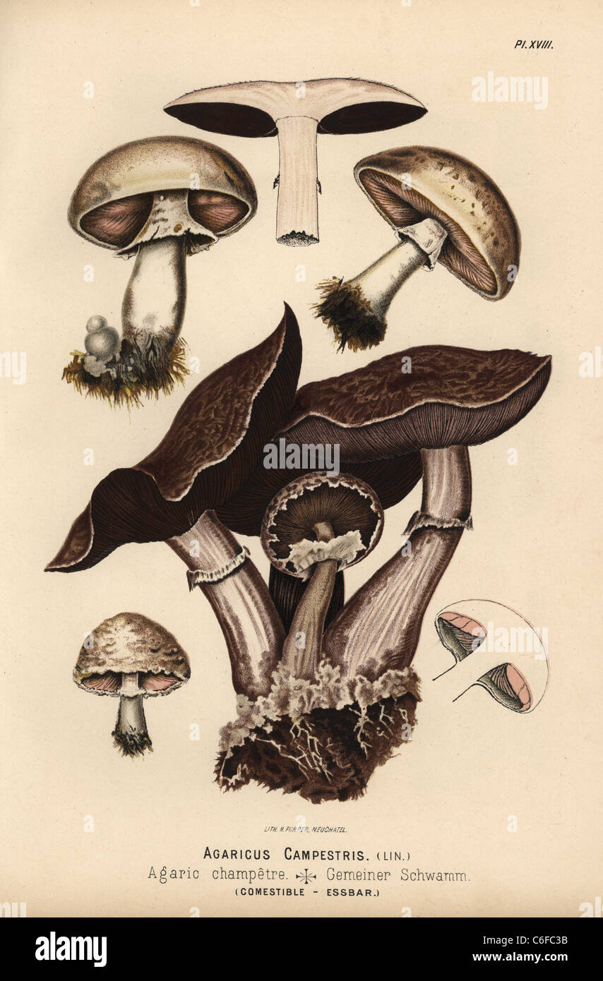 Field mushroom, Agaricus campestris, agaric champetre, edible Stock