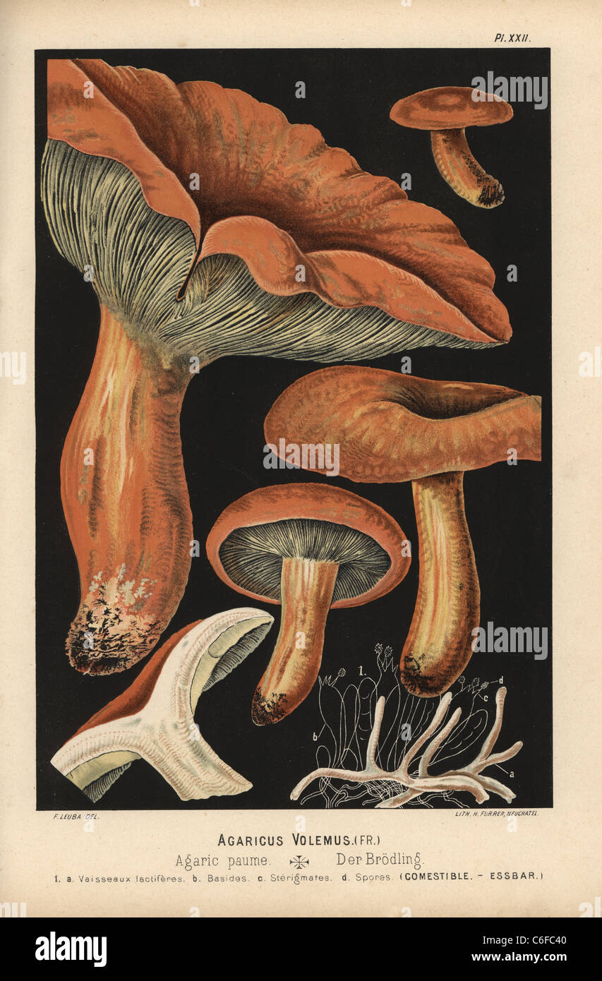 Lactarius volemus, Agaricus volemus, agaric paume, edible. Stock Photo