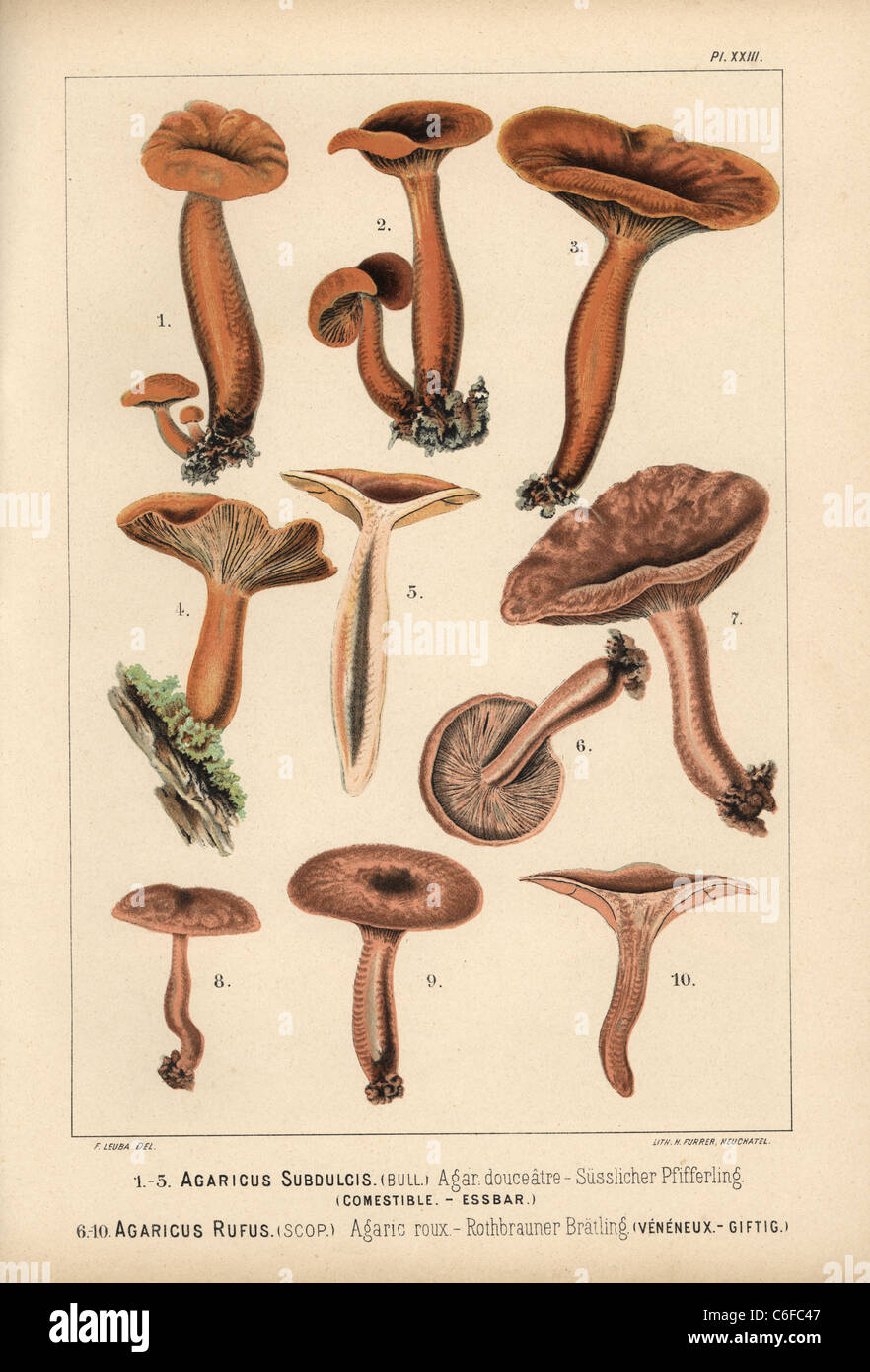 Mild milkcap, Lactarius subdulcis, and rufous milkcap, Lactarius rufus. Stock Photo