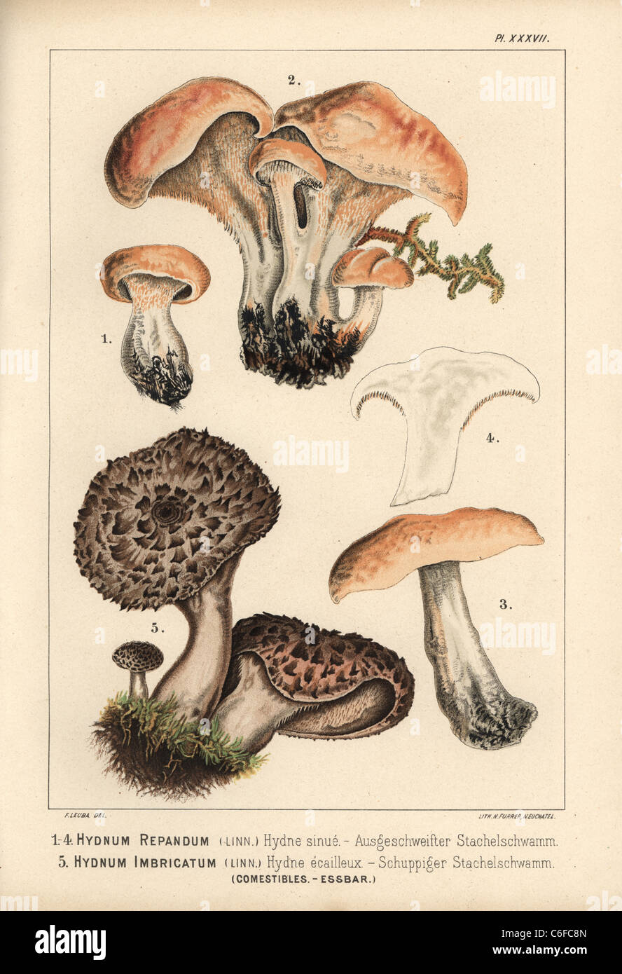 Hedgehog and scaly hedgehog mushrooms Stock Photo