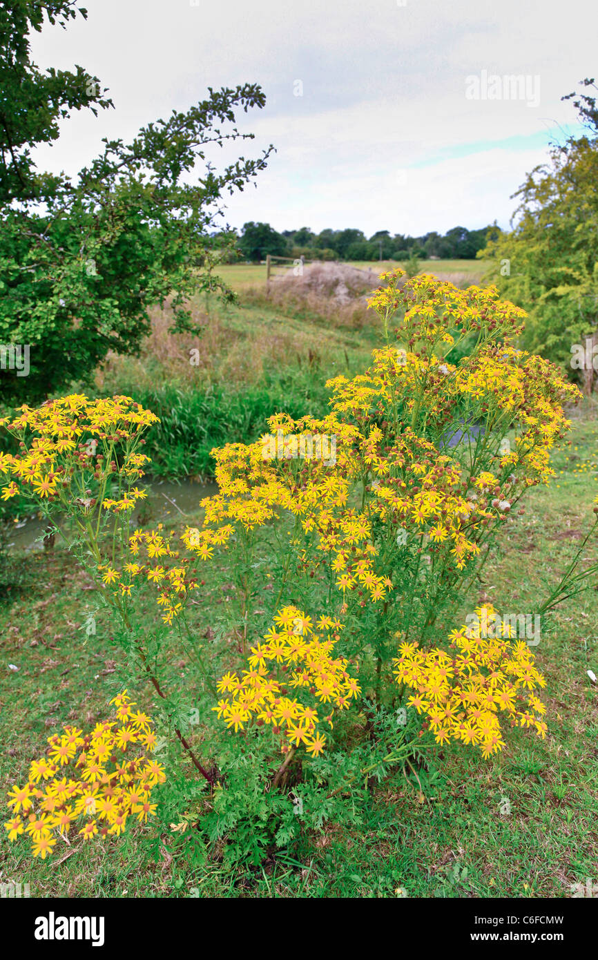 Ragwort growing wild in paddocks is extremely dangerous for horses and ...
