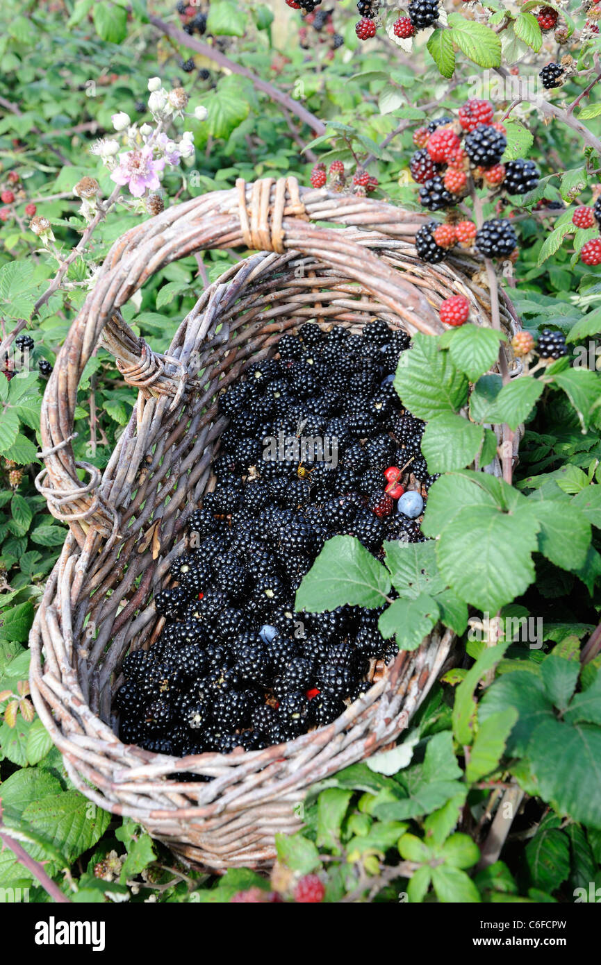 Basket of freshly picked Blackberries, (bramble, rubus fruticosus agg) in country hedgerow, UK, September. Stock Photo