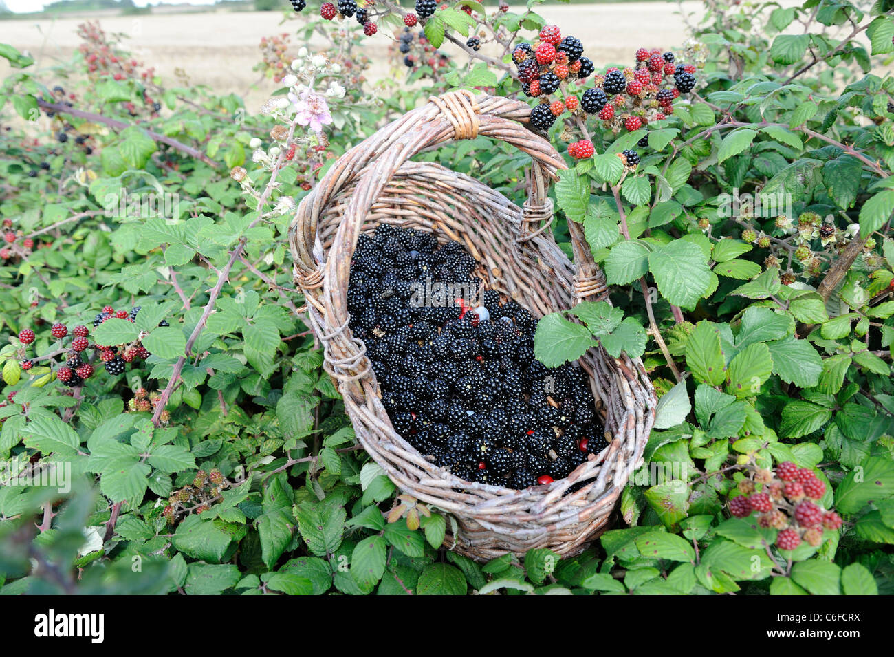 Basket of freshly picked Blackberries, (bramble, rubus fruticosus agg) in country hedgerow, UK, September. Stock Photo