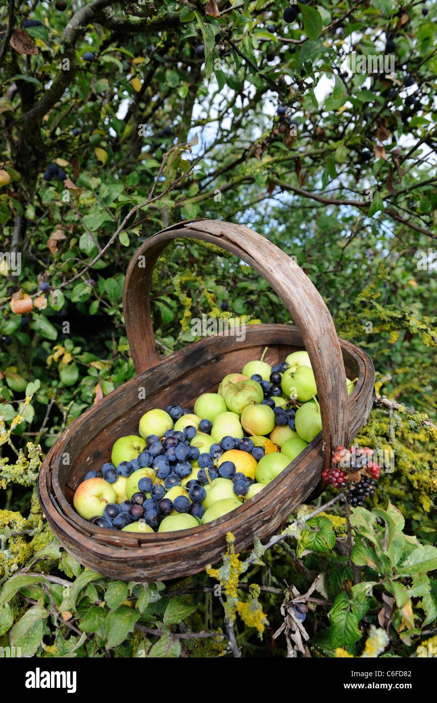 Wooden trug with hedgerow harvest of Crab apples and sloes berries, Norfolk, UK, September Stock Photo