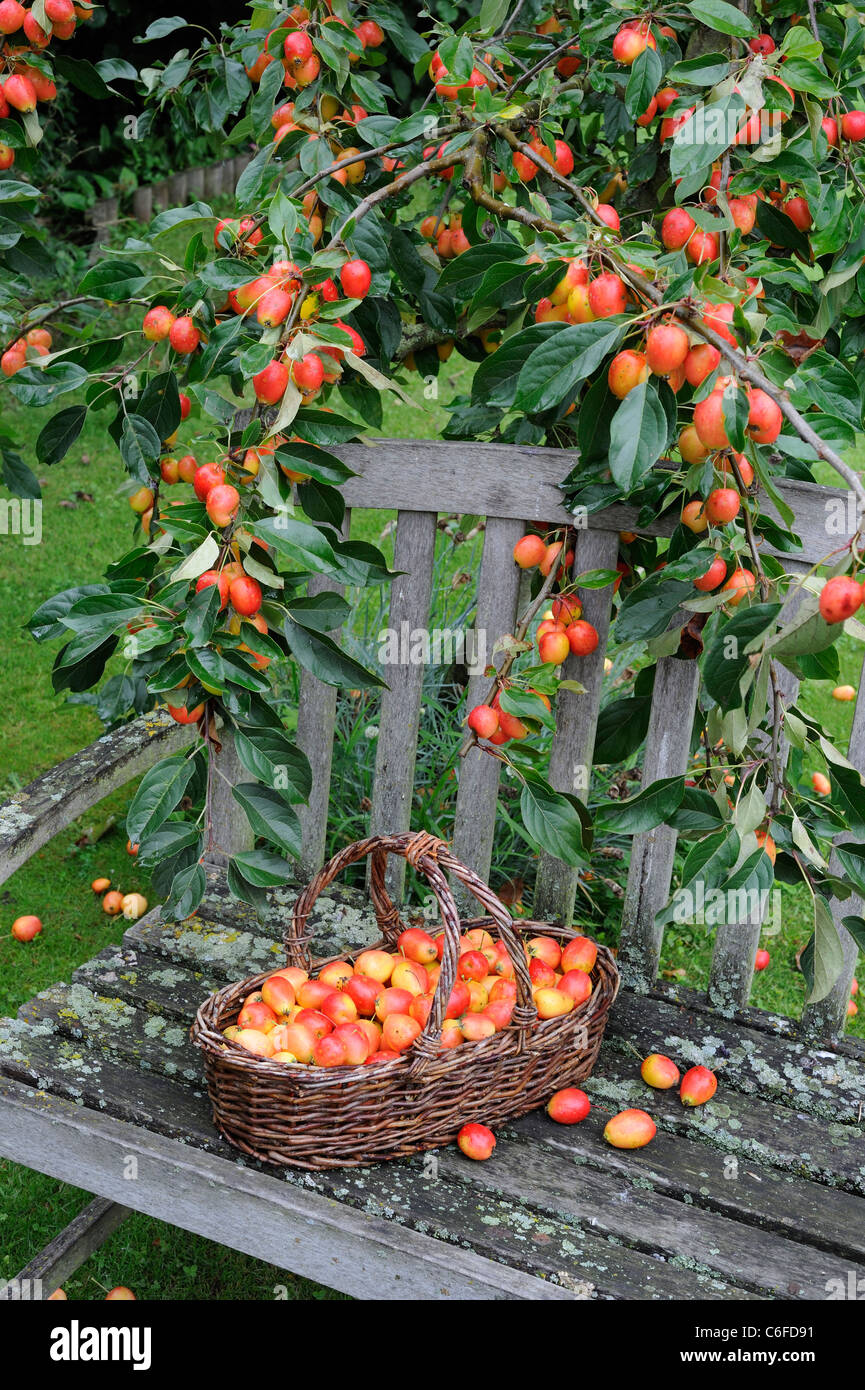 Garden seat with basket of garden crab apples 'john downie', best variety for jams and jellies, UK, September Stock Photo