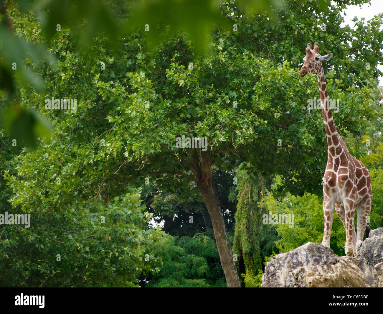 Rothschild Giraffe in Zooparc de Beauval, Loire valley, France Stock Photo