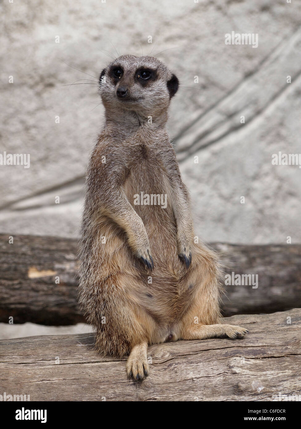 Meerkat sitting, Zooparc de Beauval, Loire valley, France Stock Photo