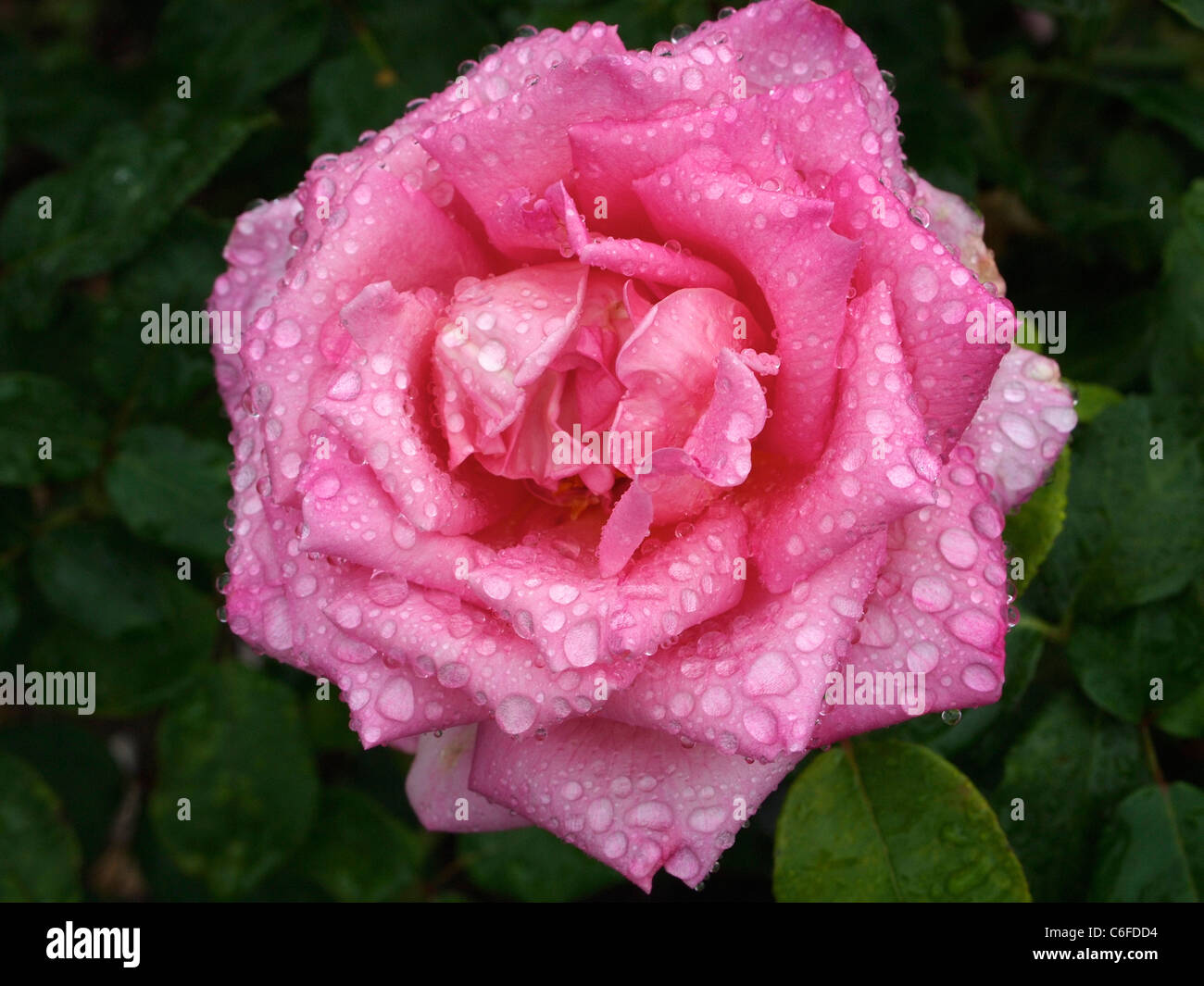 Closeup of pink rose flower with water drops, Loire valley, France Stock Photo