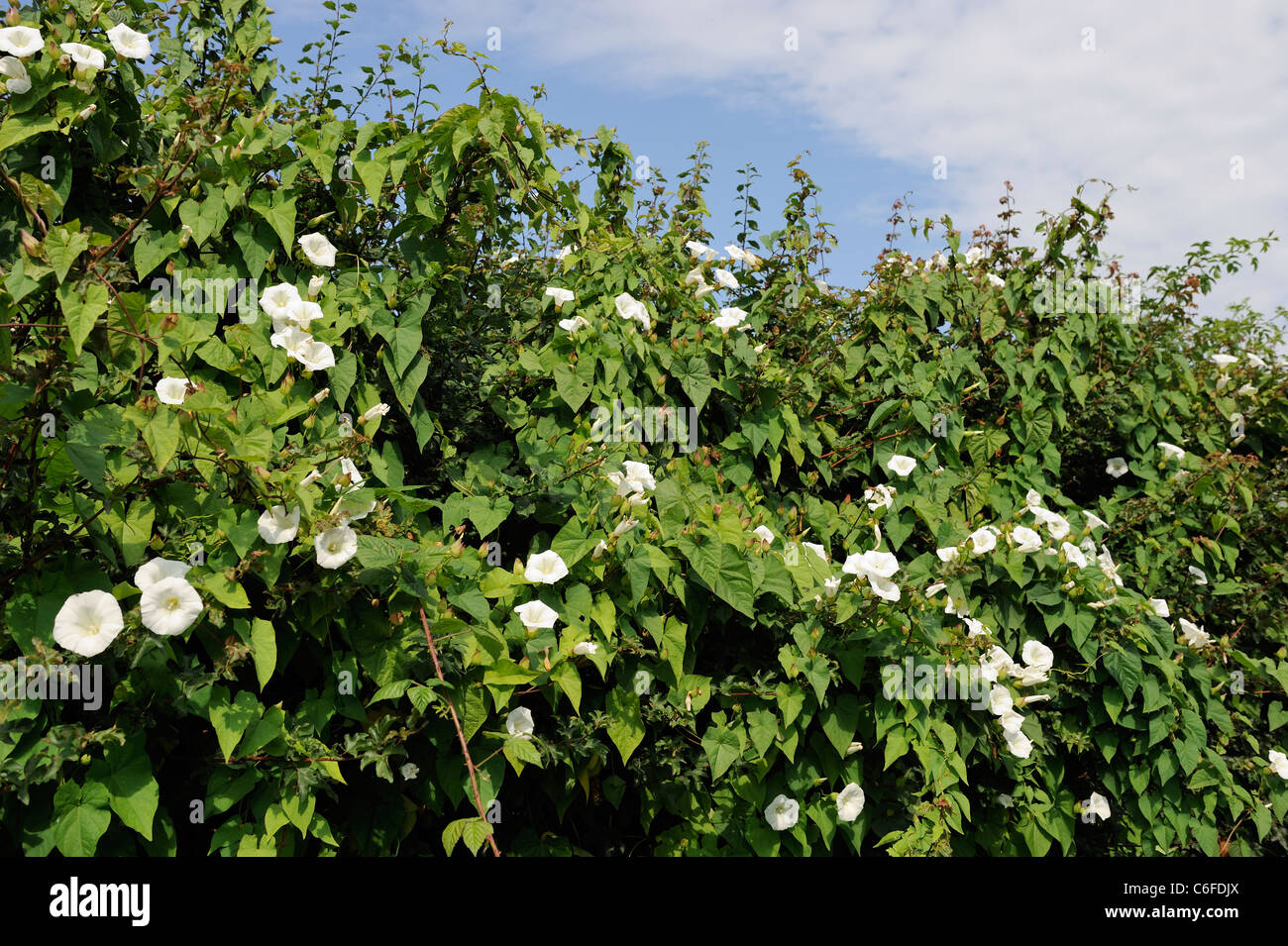 Hedge Bindweed, 'calystegia sepium', growing up bramble hedgrow, Norfolk, England, July Stock Photo