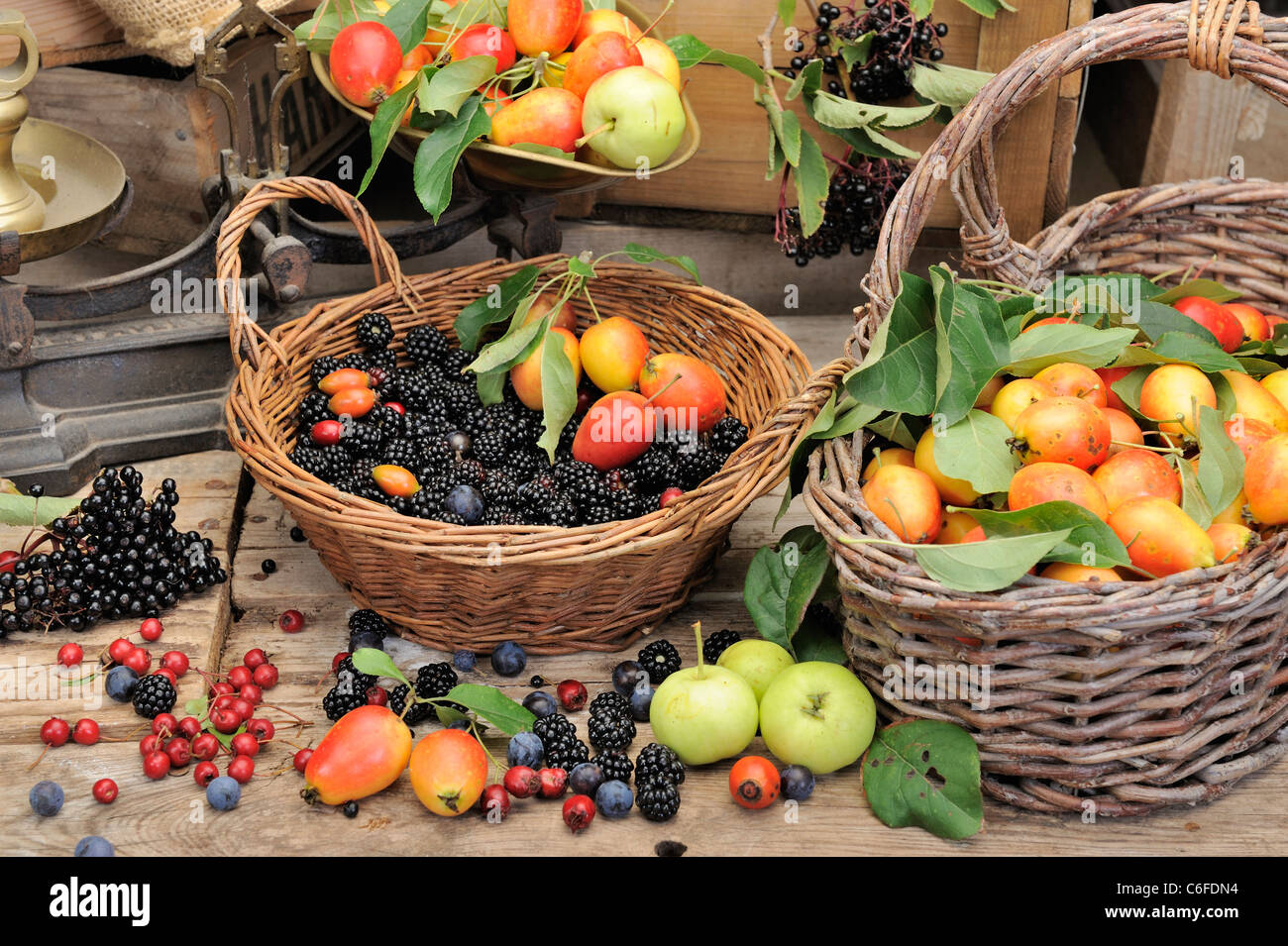 Freshly gathered wild fruit and berries in baskets, ready for jam and preserve making, UK, September Stock Photo