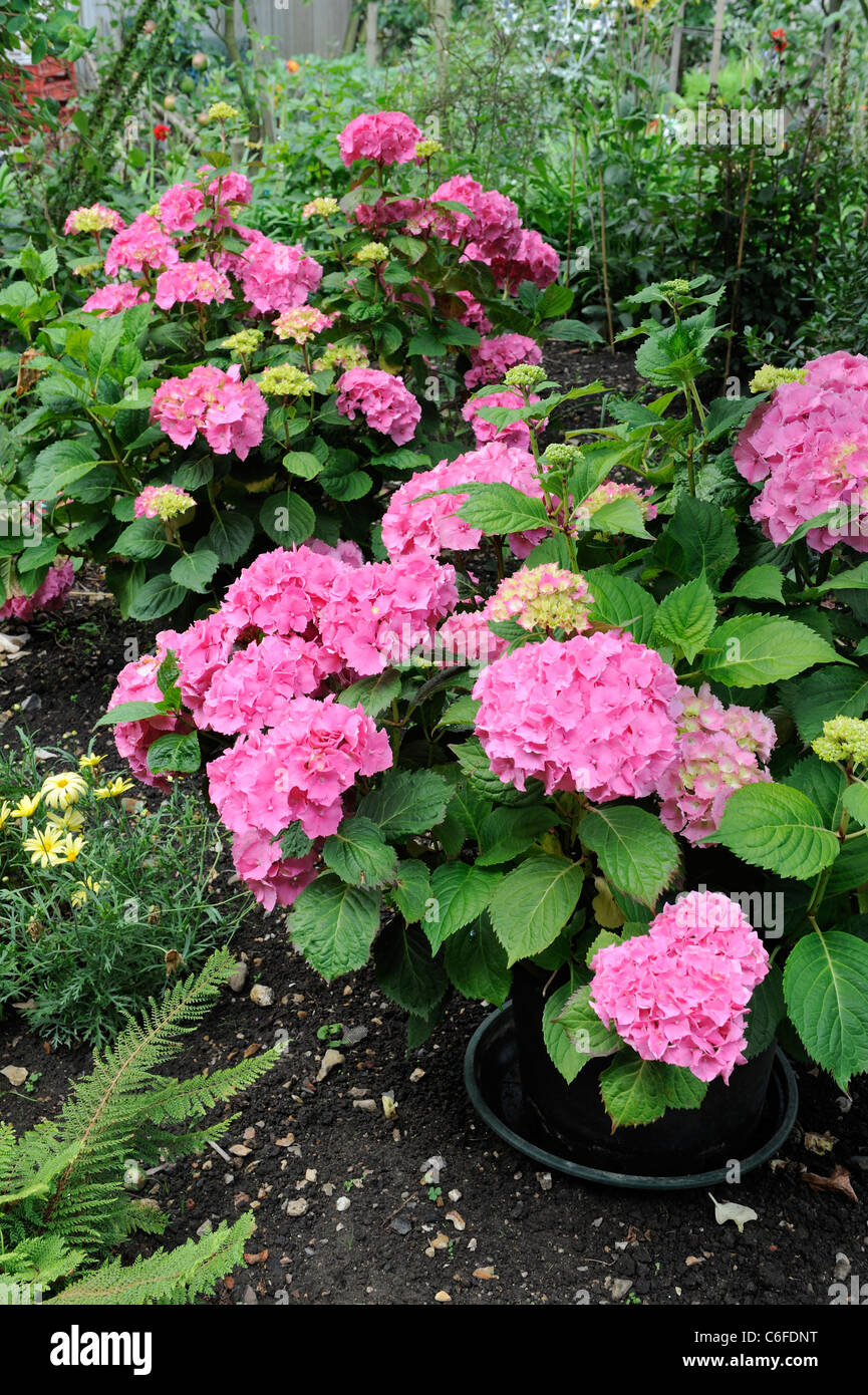 Pot grown Hydrangeas 'Hamburg' with water retaining trays under pots, situated in large garden shrubbery, Norfolk, England, july Stock Photo
