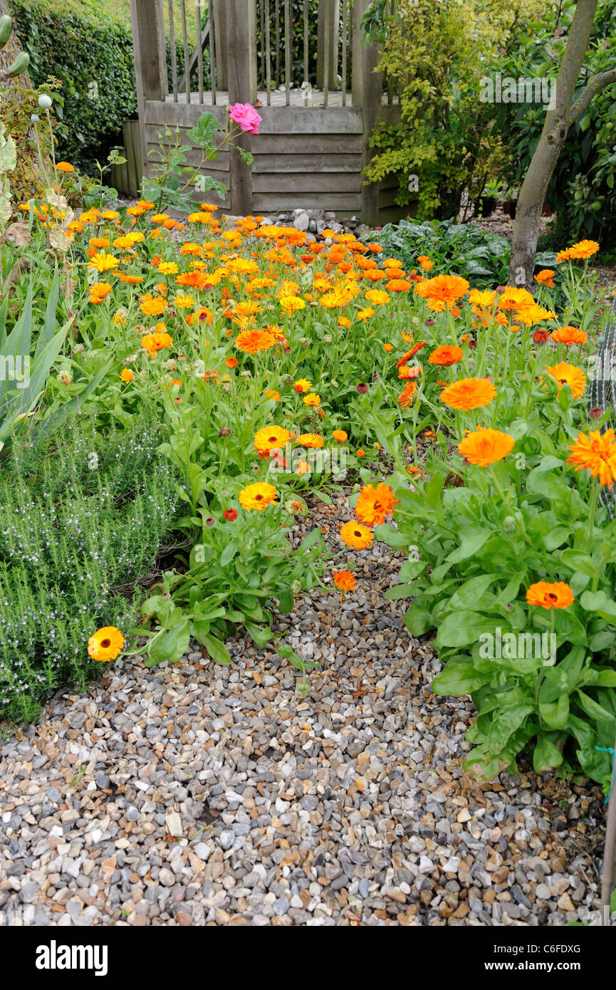Shingle path bordered by marigolds, calendula officinalis, leading to raised gazebo, July Stock Photo
