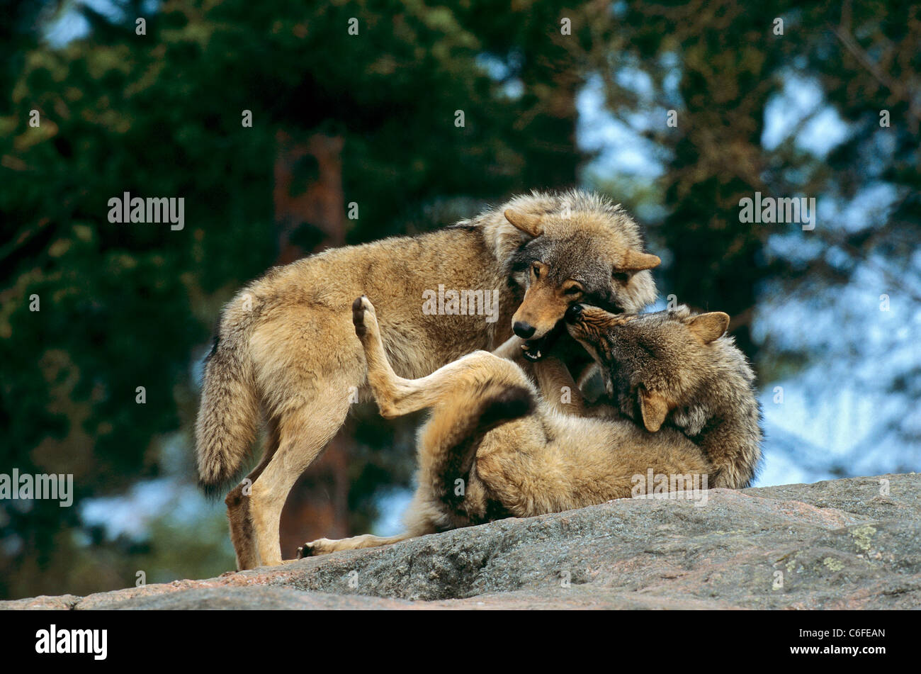 two gray wolves - playing / Canis lupus Stock Photo