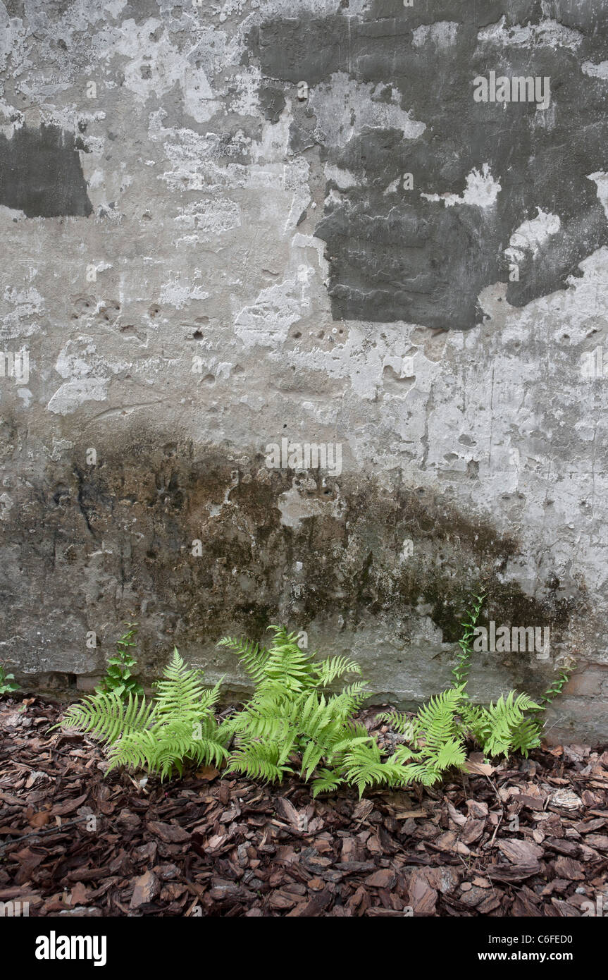 Ferns growing hi-res stock photography and images - Alamy