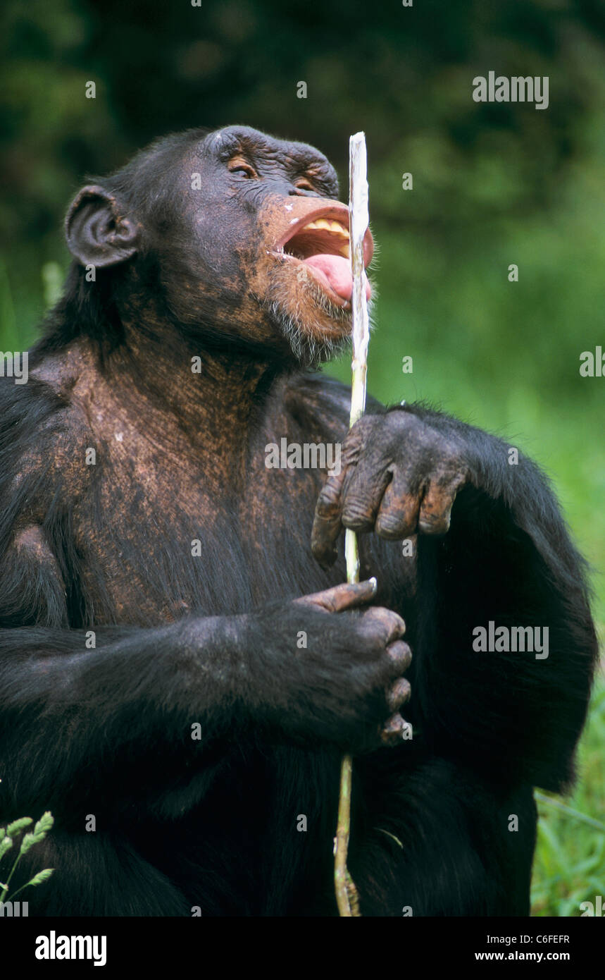 Chimpanzee (Pan troglodytes) licking at a stick Stock Photo - Alamy