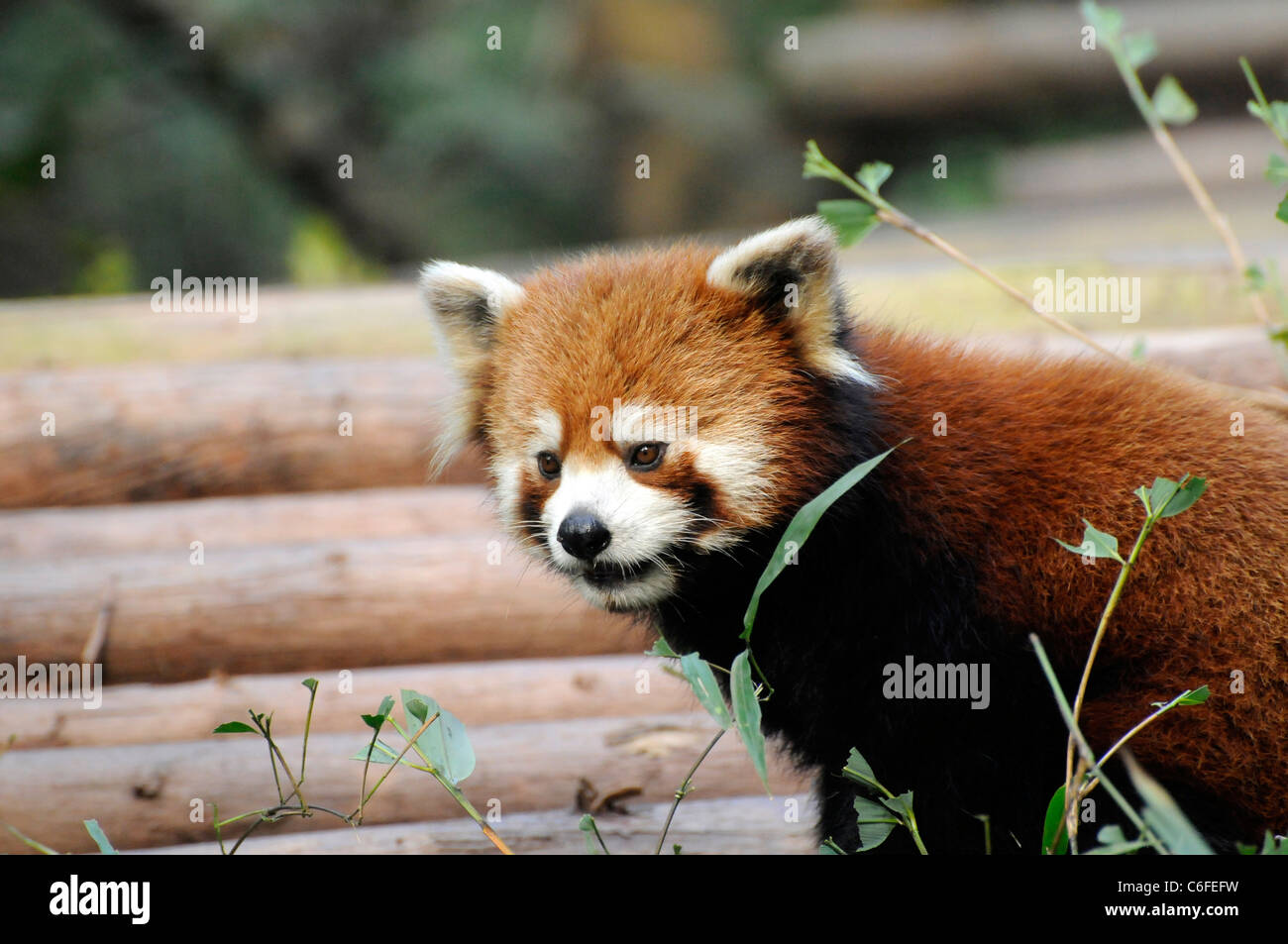 Red panda (Ailurus fulgens), Chengdu Research Base of Giant Panda Breeding, China. Stock Photo