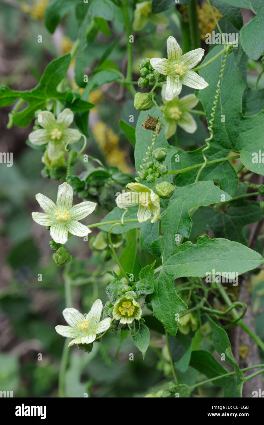 White Bryony, bryonia dioica, showing flowers and tendrils, Norfolk, England, July Stock Photo