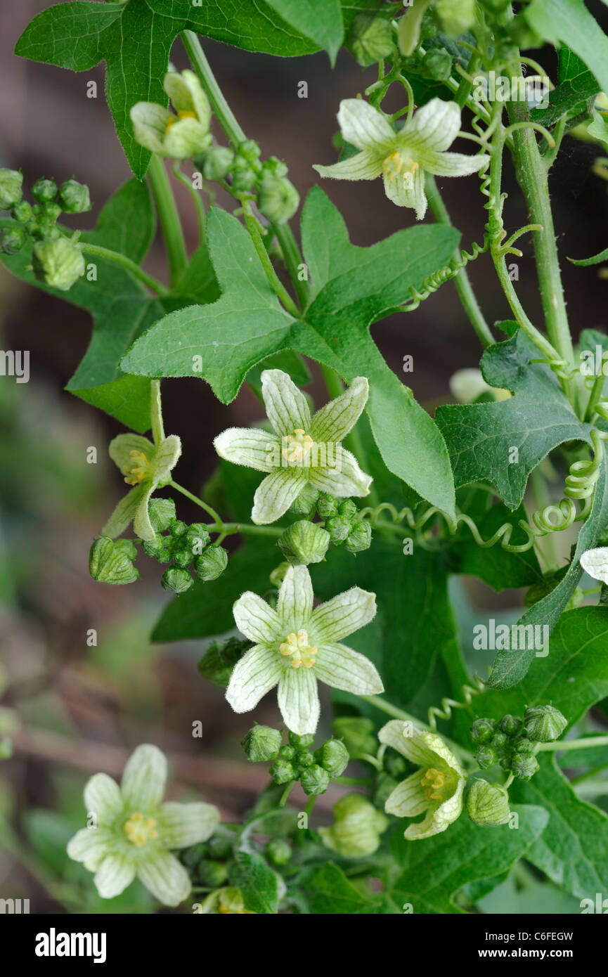 White Bryony, bryonia dioica, showing flowers and tendrils, Norfolk, England, July Stock Photo