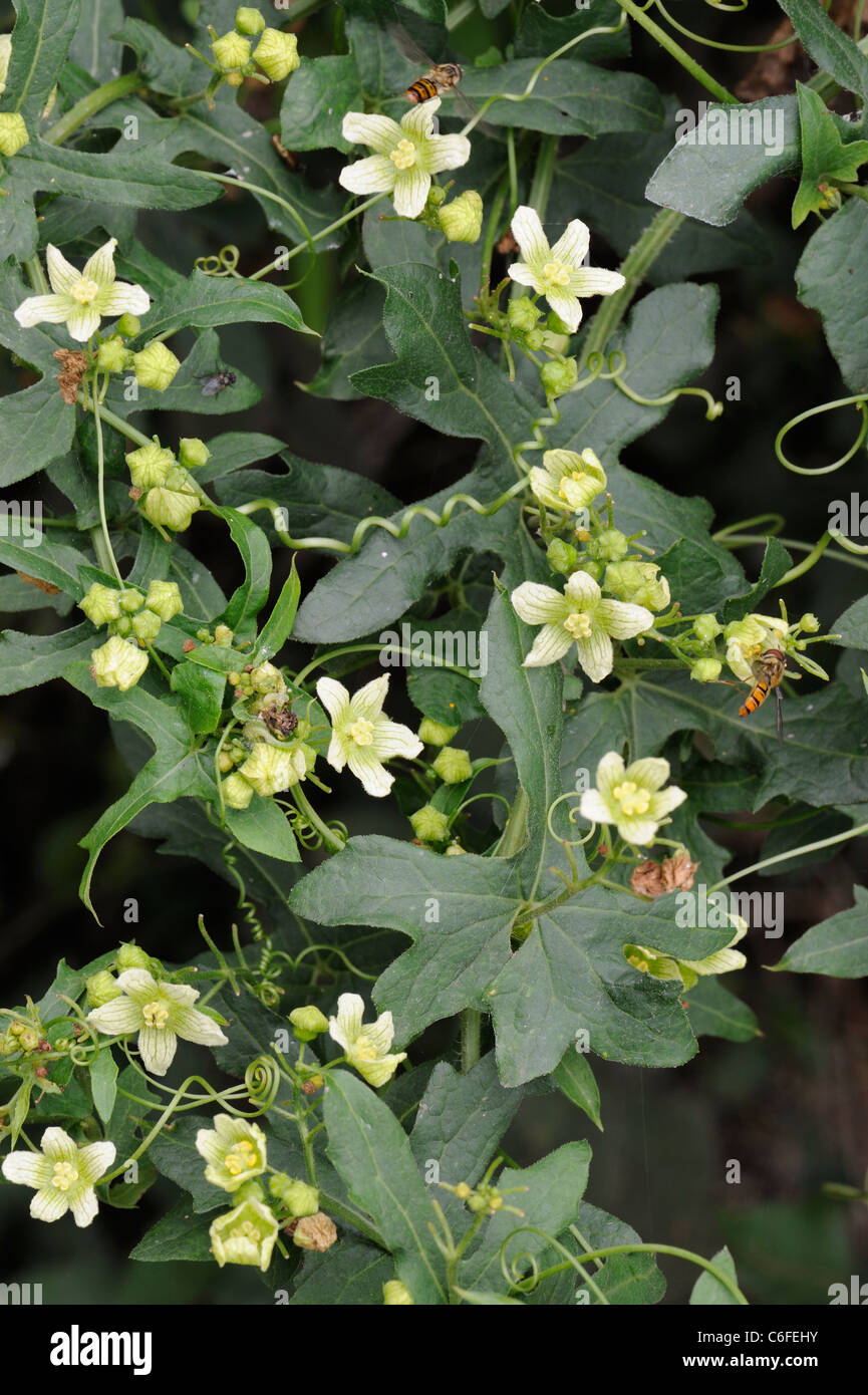 White Bryony, bryonia dioica, showing flowers and tendrils, Norfolk, England, July Stock Photo