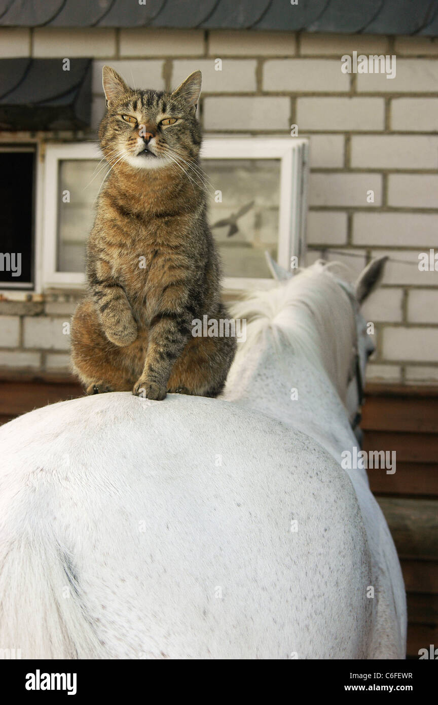 Animal friendship Domestic cat sitting on Quarter Horse Stock Photo