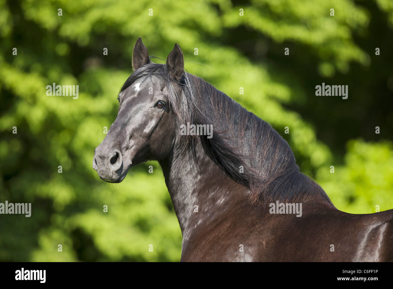 Latvian horse - portrait Stock Photo