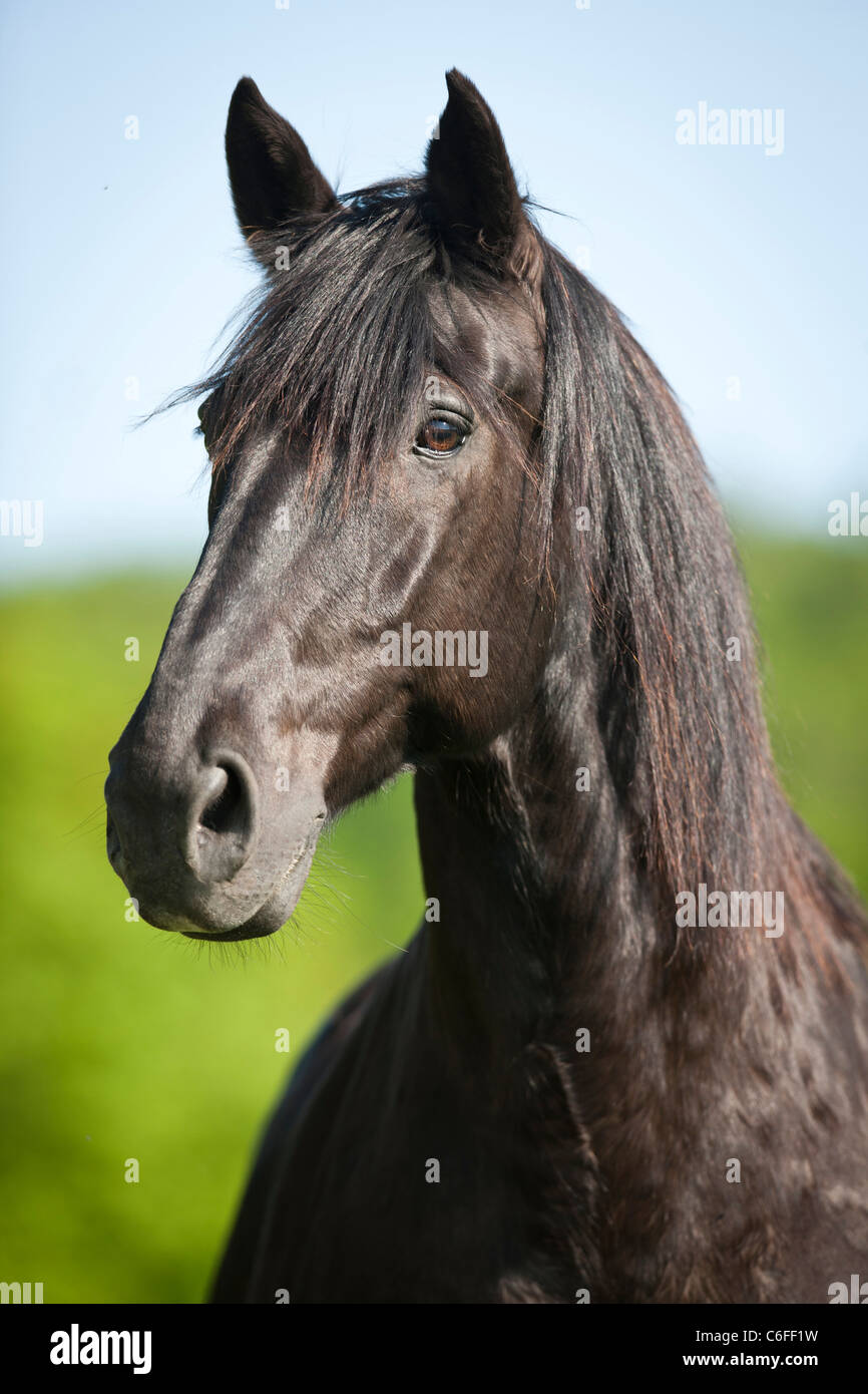 Latvian horse - portrait Stock Photo