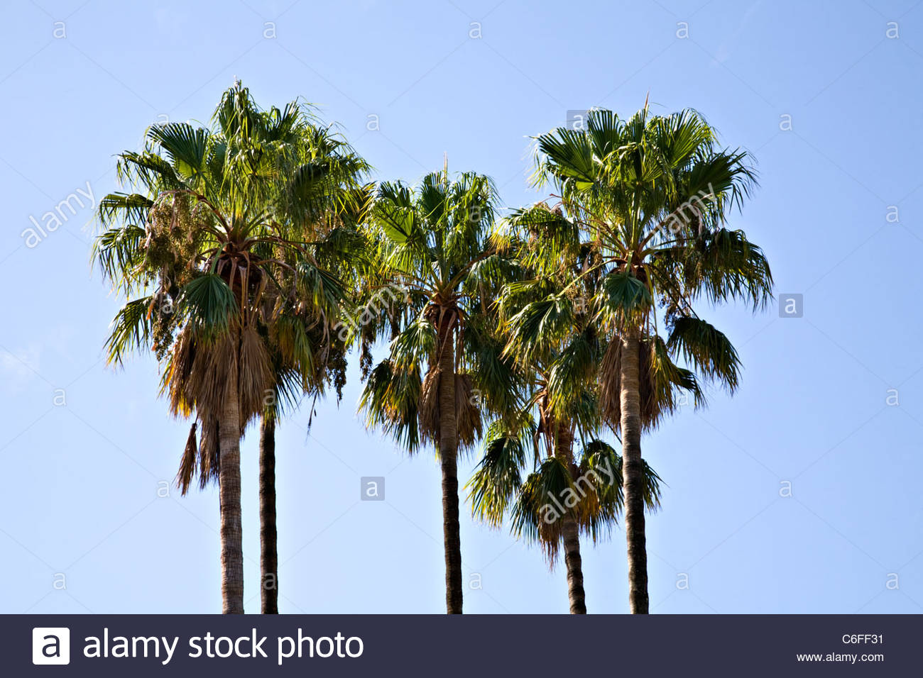 Washingtonia Robusta Palm Trees Stock Photos & Washingtonia Robusta Palm Trees Stock Images Alamy