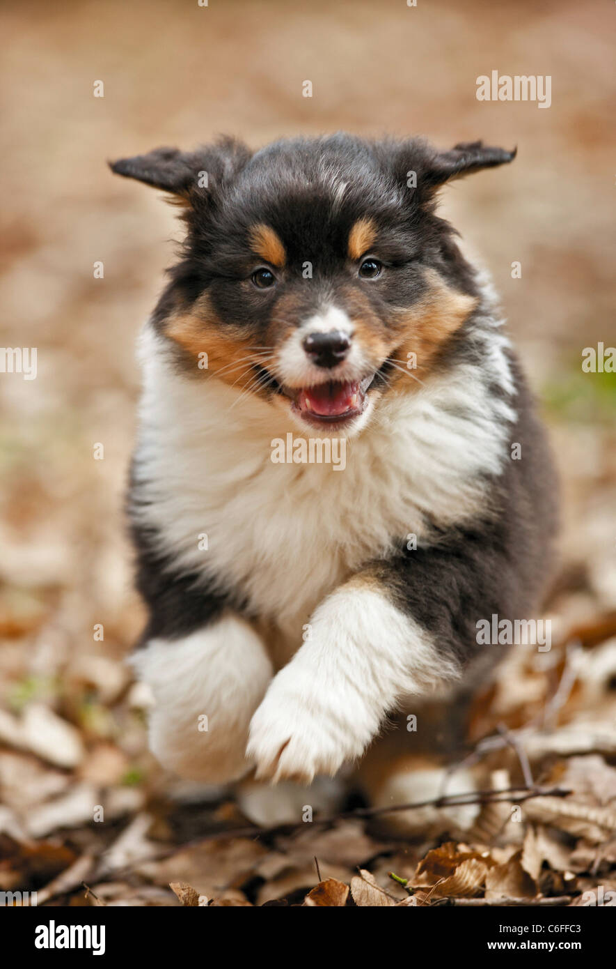Australian Shepherd dog - puppy - running Stock Photo