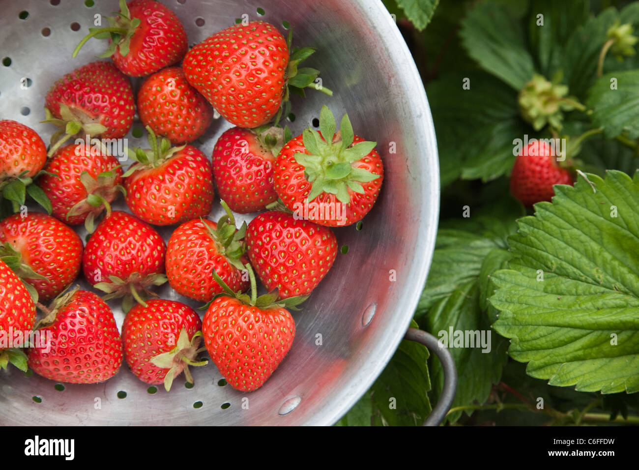 Strawberries picked from allotment, UK Stock Photo