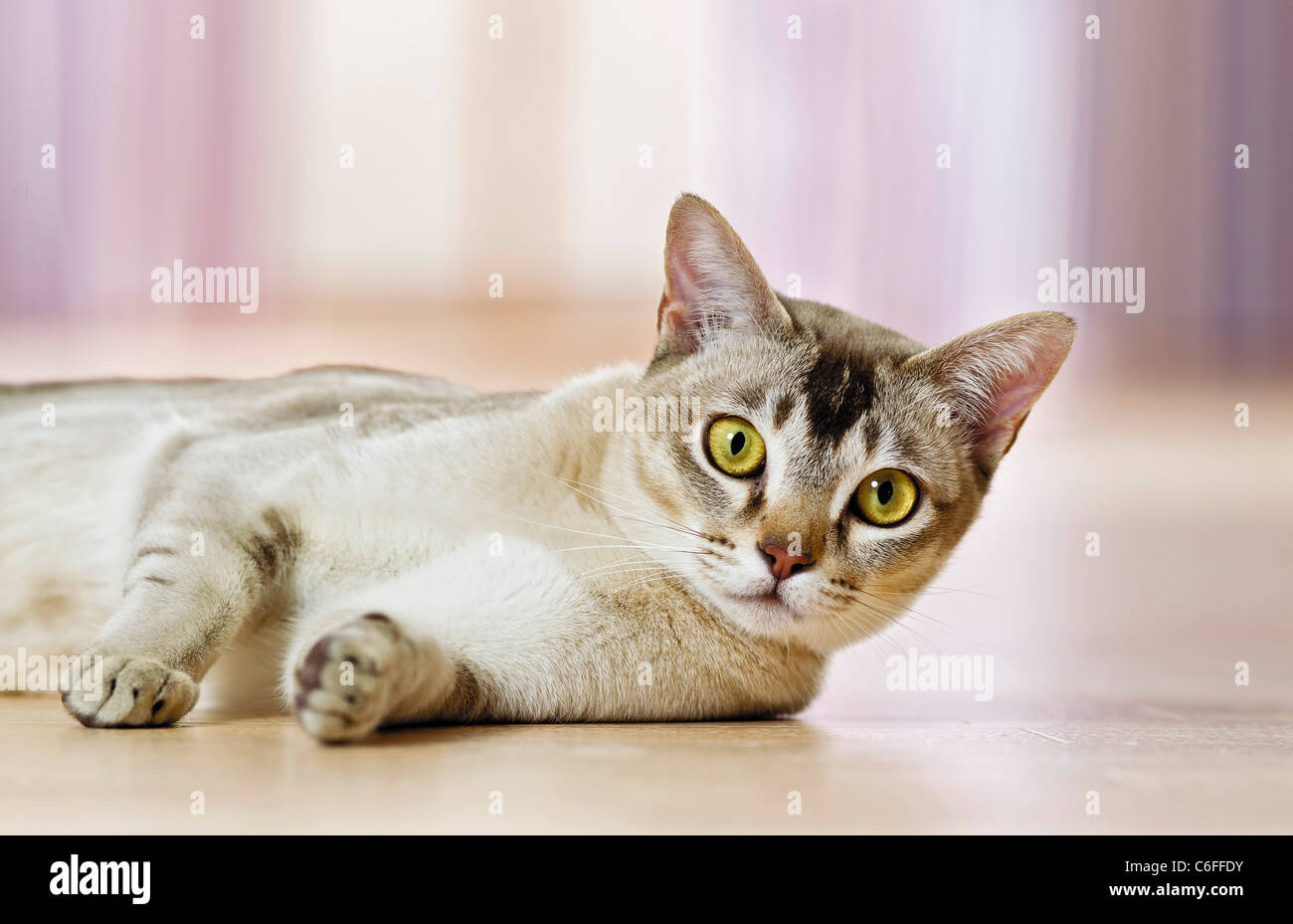 Burmese cat. Adult lying in an apartment. Germany Stock Photo