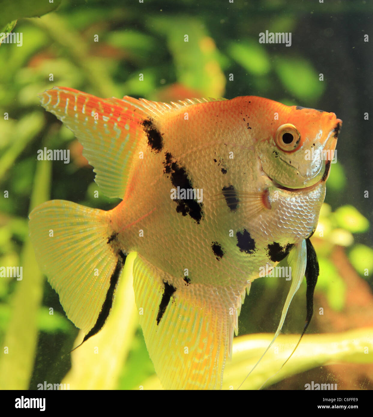 nice looking angelfish in bright fish tank Stock Photo