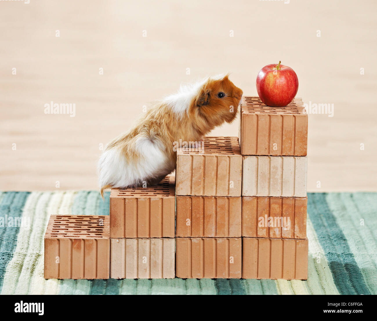 long-hair guinea pig at apple Stock Photo