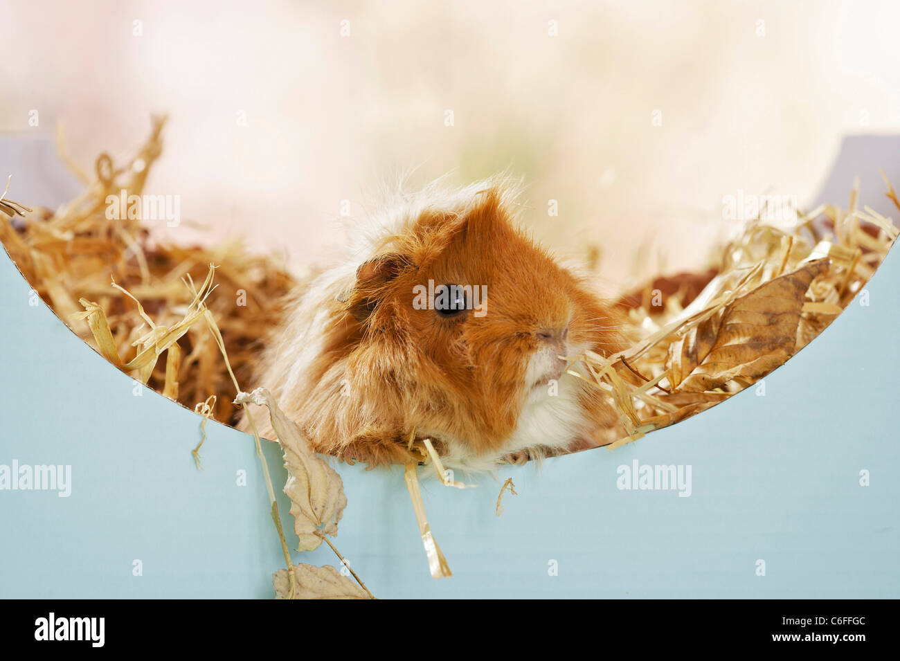 long-hair guinea pig in straw Stock Photo