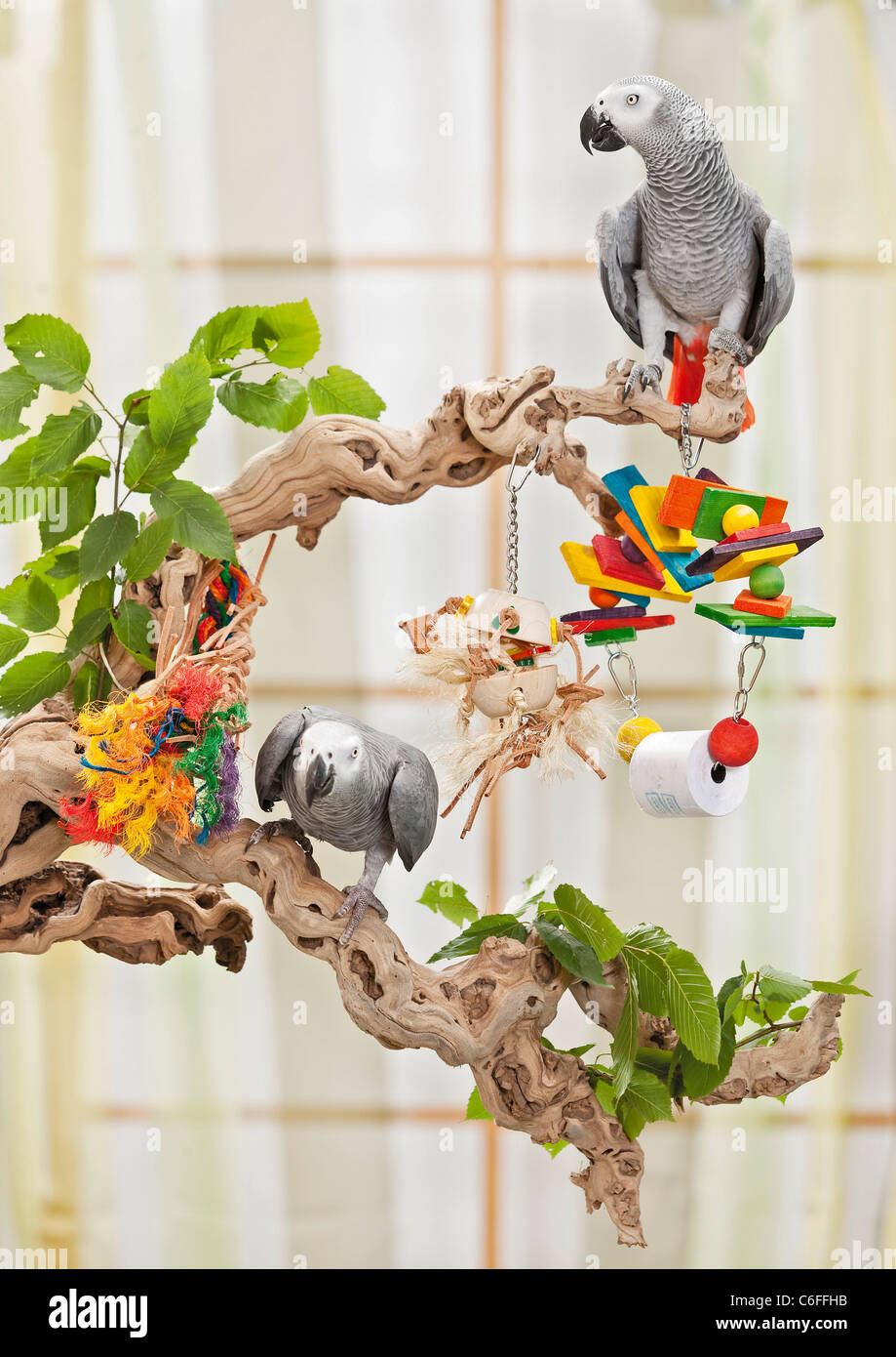 two Congo African Grey Parrots with toys on branch Stock Photo - Alamy