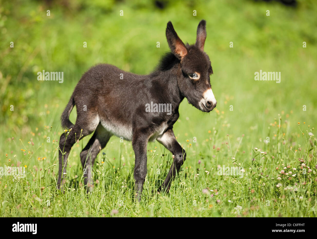 young donkey walking on meadow Stock Photo Alamy
