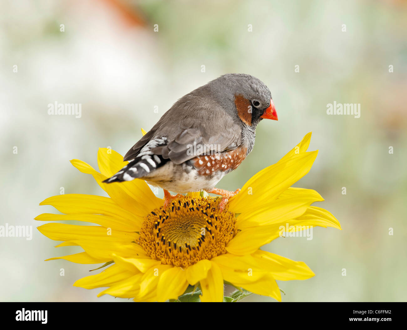 Zebra Finch on sunflower Stock Photo Alamy