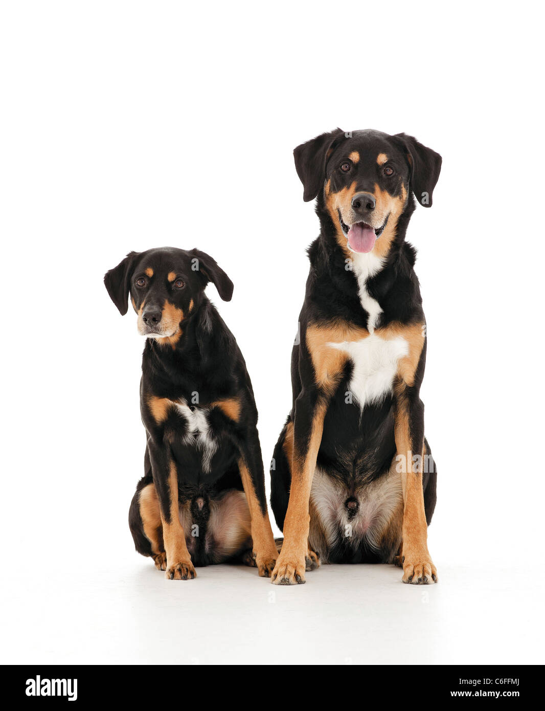 two half breed dogs sitting cut out Stock Photo Alamy