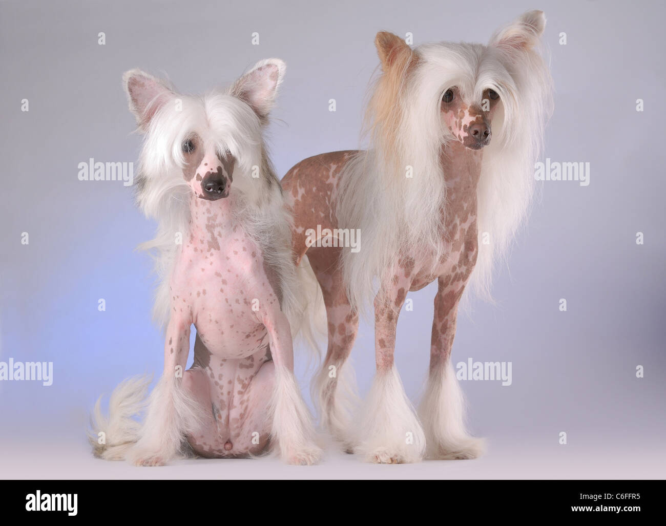 Portrait of two Chinese Crested Dogs Stock Photo