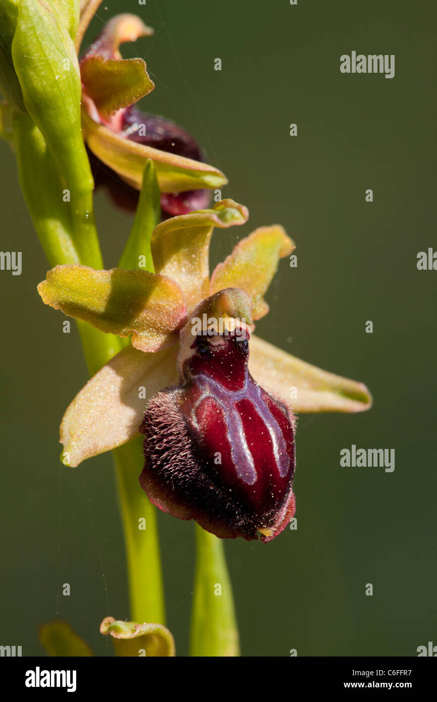 Gargano Orchid, Ophrys passionis var garganica (= O. garganica) in flower, Gargano, Italy. Stock Photo