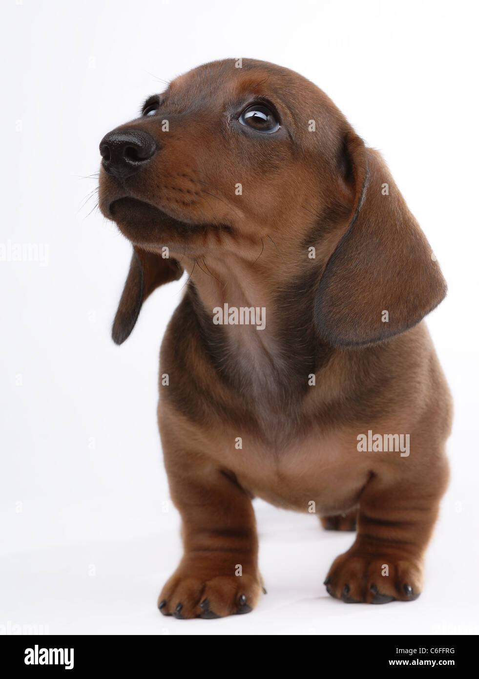 Smooth-haired Dachshund on white Stock Photo