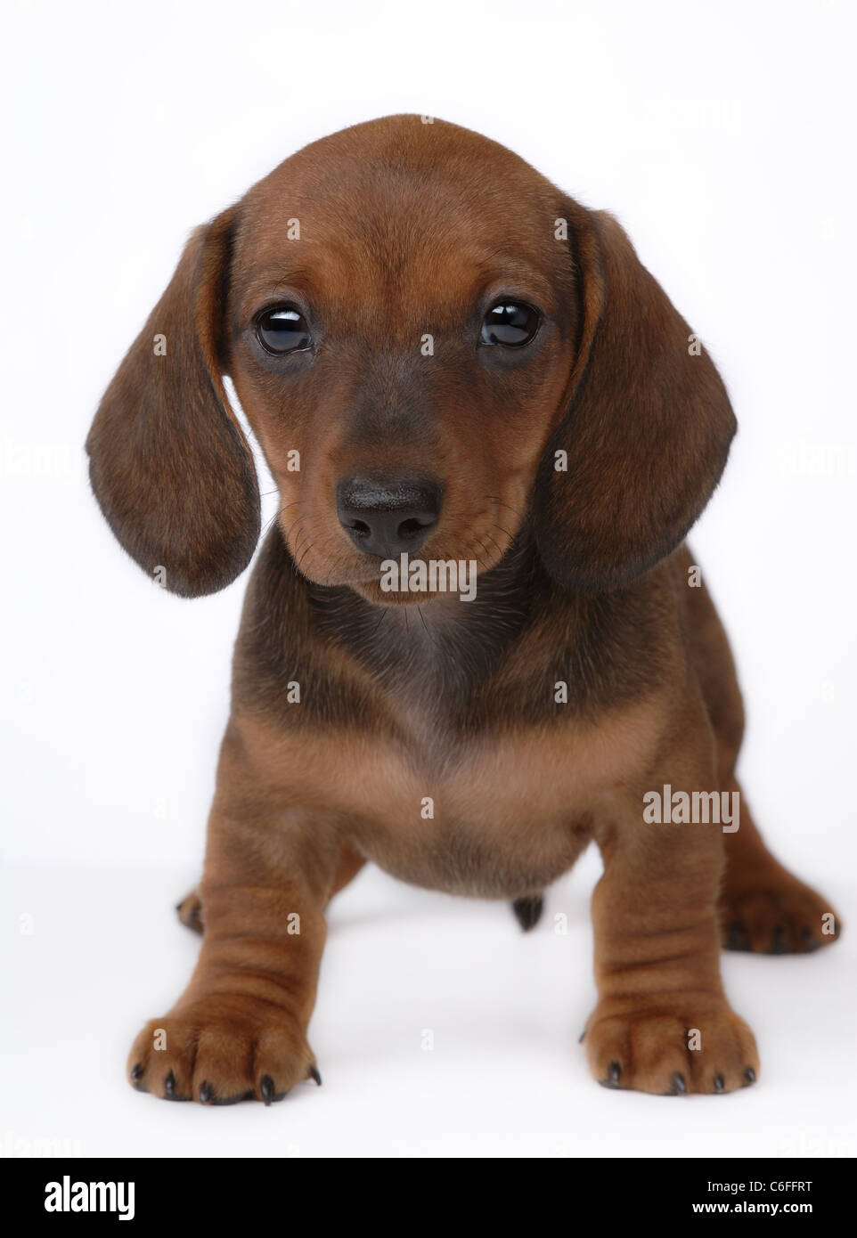 Smooth haired Dachshund puppy on white Stock Photo Alamy