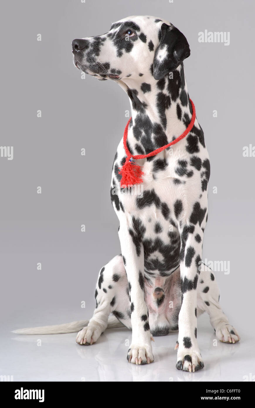 Portrait of Dalmatian on gray Stock Photo