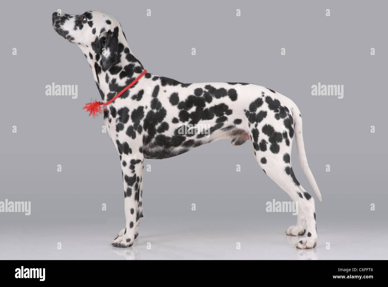 Portrait of Dalmatian on gray Stock Photo