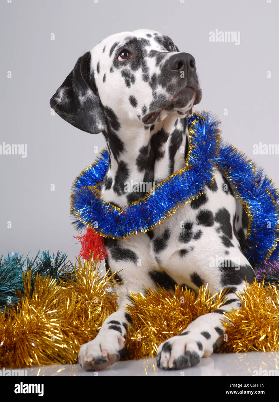 Portrait of Dalmatian on gray on new year tinsel Stock Photo