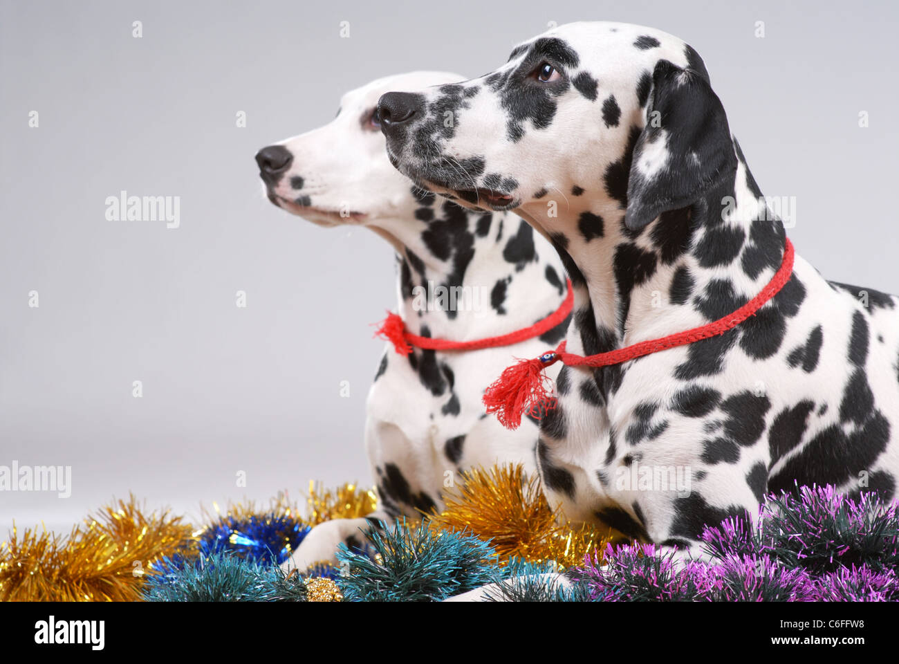 Portrait of pair of Dalmatiasn on gray on new year tinsel Stock Photo