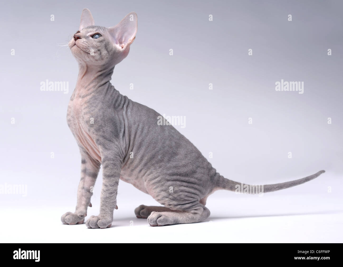 Gray Peterbald cat, Oriental Shorthair Stock Photo Alamy
