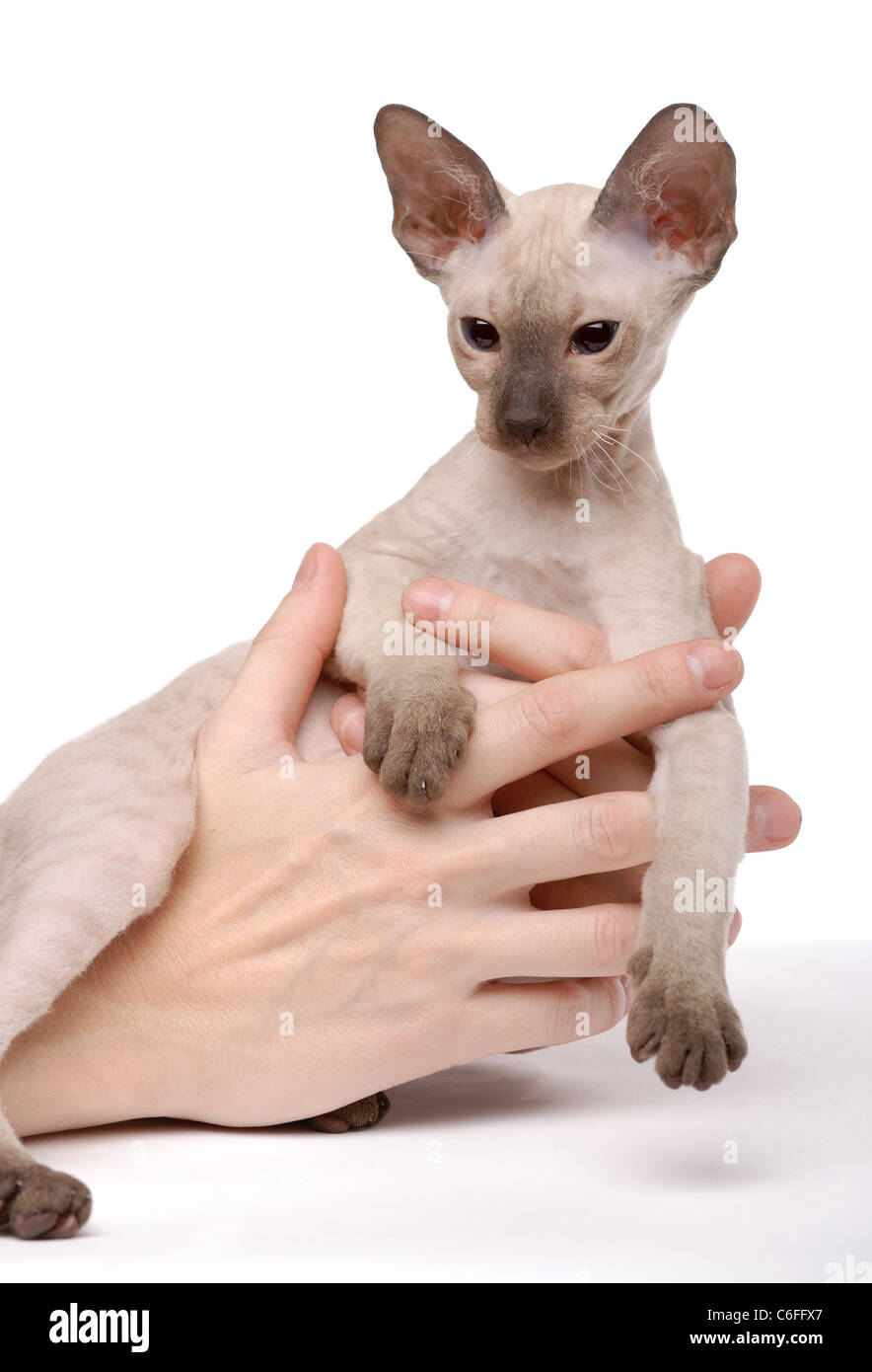 Brown Peterbald cat, Oriental Shorthair on hands Stock Photo