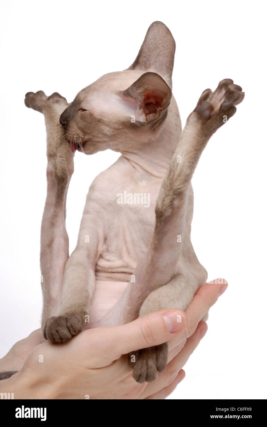 Brown Peterbald cat, Oriental Shorthair on hands Stock Photo