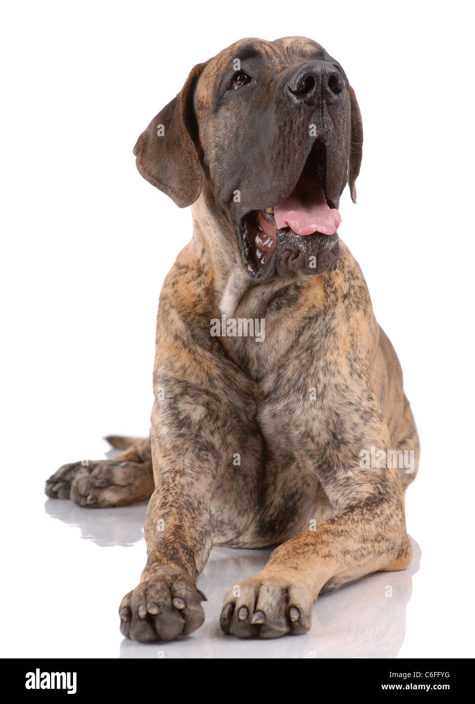 German mastiff on white Stock Photo